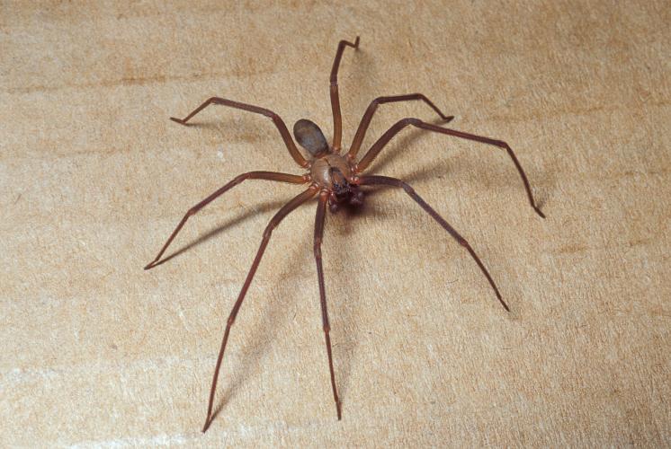 Brown Recluse (Violin Spider)  Missouri Department of Conservation